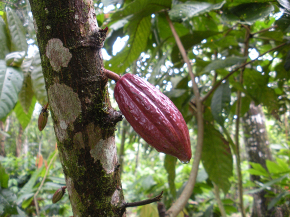 Resiliencia climática de mujeres indígenas productoras de cacao frente a extremos climáticos