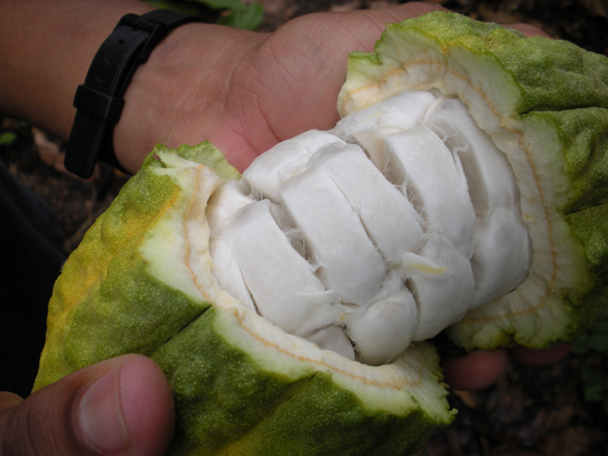 Evaluación sensorial y gestión de la diversidad microbiológica local del cacao costarricense